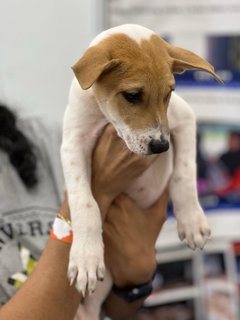 Theo - Mixed Breed Dog