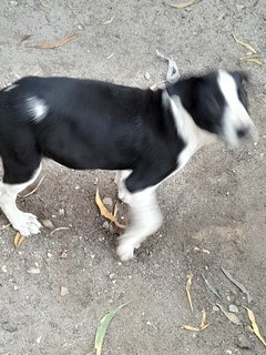 Tigerboy Mongrel Pup - Mixed Breed Dog