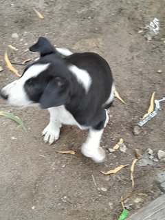 Tigerboy Mongrel Pup - Mixed Breed Dog