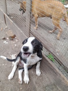 Tigerboy Mongrel Pup - Mixed Breed Dog