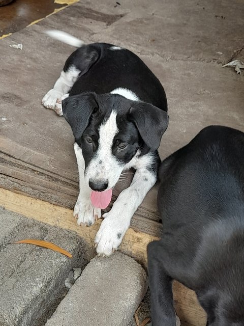 Tigerboy Mongrel Pup - Mixed Breed Dog