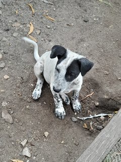 Cougarboy Mongrel Pup - Mixed Breed Dog