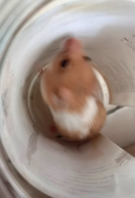 Chocho - Syrian / Golden Hamster Hamster