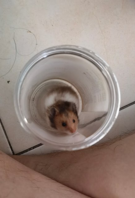 Jeribee - Syrian / Golden Hamster Hamster