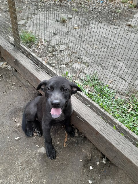 Black Panthers Boys And Girl Mongrel Pup - Mixed Breed Dog