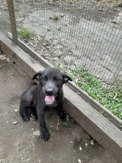 Black Panthers Boys And Girl Mongrel Pup - Mixed Breed Dog