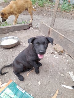 Black Panthers Boys And Girl Mongrel Pup - Mixed Breed Dog