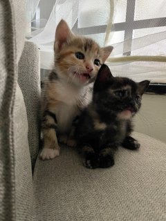 Donut &amp; Kopi - Domestic Short Hair Cat