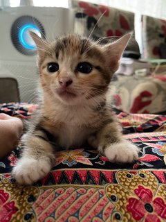 Donut &amp; Kopi - Domestic Short Hair Cat