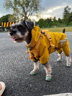 Mooja - Schnauzer Dog