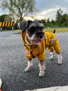 Mooja - Schnauzer Dog