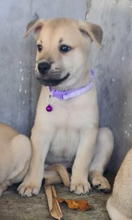 Yellow  - Mixed Breed Dog