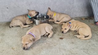 Yellow  - Mixed Breed Dog