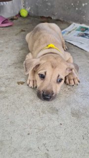 Yellow  - Mixed Breed Dog