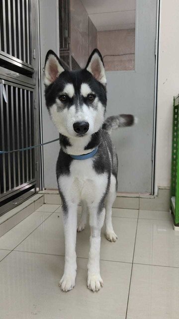 Grey - Siberian Husky Dog