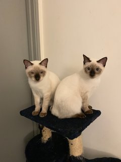 3 Brothers - Siamese Cat