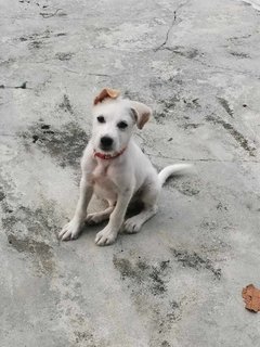 Aju - Male Puppy - Taiping - Mixed Breed Dog