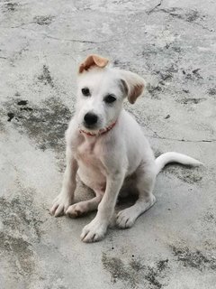 Aju - Male Puppy - Taiping - Mixed Breed Dog