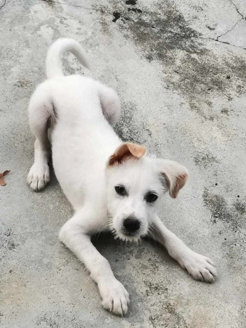 Aju - Male Puppy - Taiping - Mixed Breed Dog