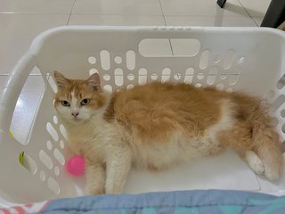 Ginger - Domestic Medium Hair Cat