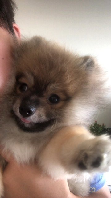 Didi  - Pomeranian Dog