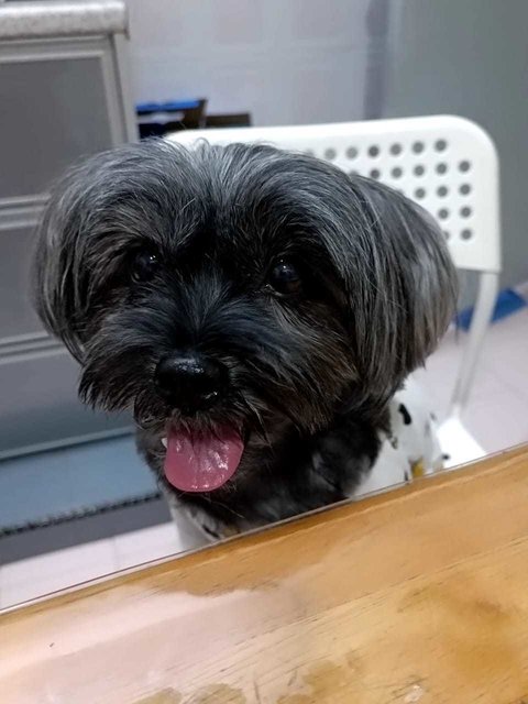 Teddy - Shih Tzu + Schnauzer Dog