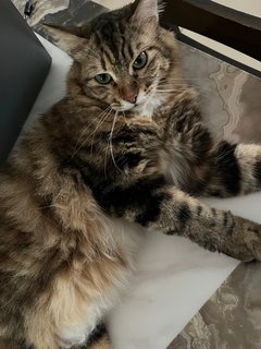 Petty - Bengal + Siberian Cat