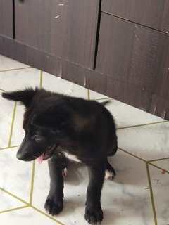 Stray Puppies - Mixed Breed Dog