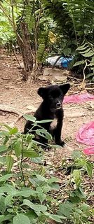 Stray Puppies - Mixed Breed Dog