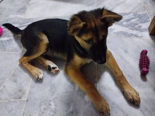 Stray Puppies - Mixed Breed Dog