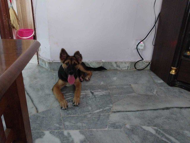 Stray Puppies - Mixed Breed Dog