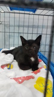 Kayden Kitten - Domestic Short Hair Cat