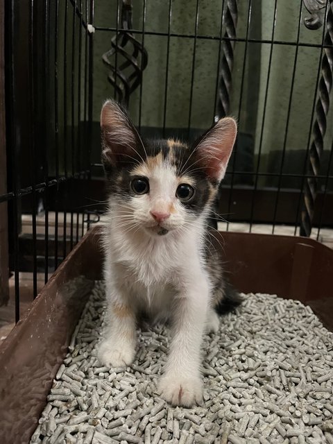 Little Calico Cat - Domestic Medium Hair + Domestic Short Hair Cat