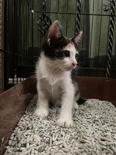 Little Calico Cat - Domestic Medium Hair + Domestic Short Hair Cat