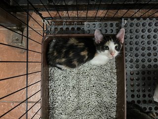 Little Calico Cat - Domestic Medium Hair + Domestic Short Hair Cat