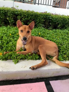 Mamadog - Mixed Breed Dog