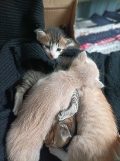 4 Kittens - Domestic Short Hair Cat