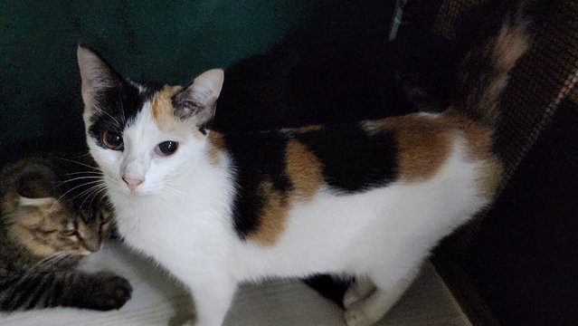 Dee Girl - Calico + Domestic Short Hair Cat