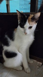 Dee Girl - Calico + Domestic Short Hair Cat