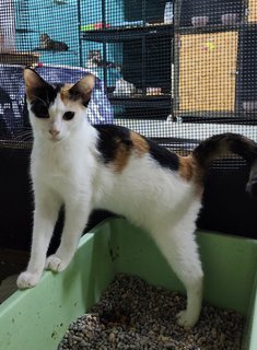 Dee Girl - Calico + Domestic Short Hair Cat