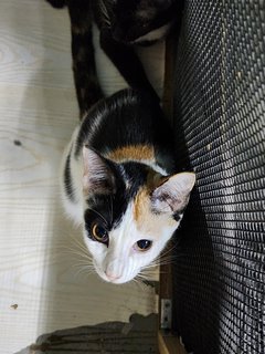 Dee Girl - Calico + Domestic Short Hair Cat