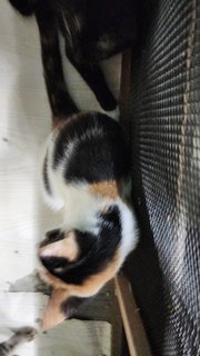 Dee Girl - Calico + Domestic Short Hair Cat