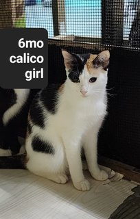 Dee Girl - Calico + Domestic Short Hair Cat