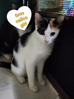 Dee Girl - Calico + Domestic Short Hair Cat