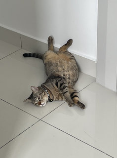 Biscuit  - Tabby Cat