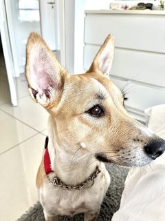 Paula - Mixed Breed Dog