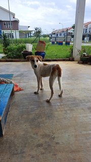 Dandelion (Didi) - Mixed Breed Dog