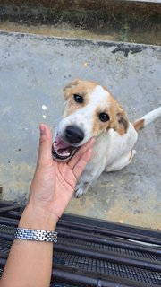 Dandelion (Didi) - Mixed Breed Dog