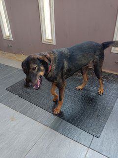 Pretty - German Shepherd Dog Mix Dog