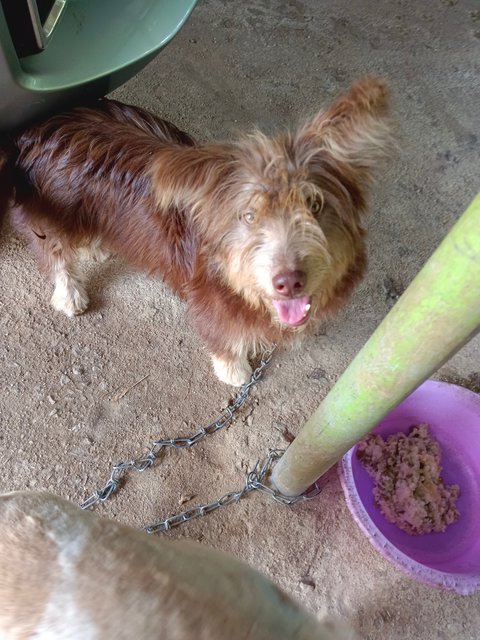 Giant - Mixed Breed Dog